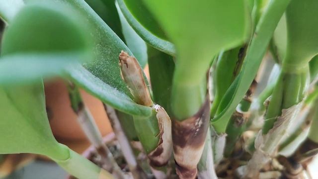 Rth. Shinfong Little Sun 