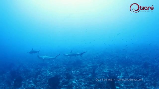 School Of Hammerhead Shark In Banda Sea, Indonesia