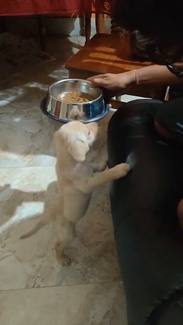 Murphy's food fun | Little labrador puppy feels helpless as he craves for food 🥺 смотреть онлайн