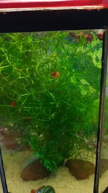 Мальки смотреть онлайн