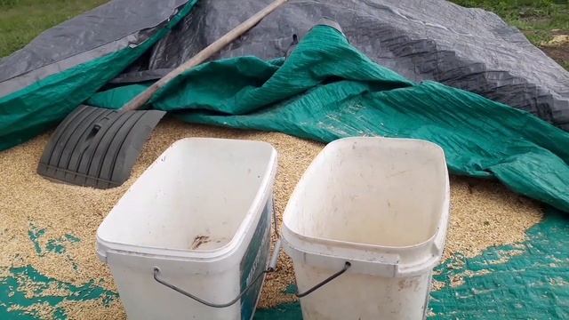 Привезли зерно, а тут тучи набежали. Все пропало или успею?! смотреть онлайн