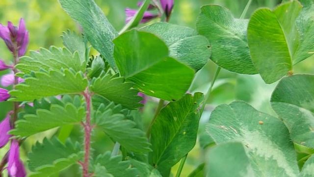 Nature is magnificent смотреть онлайн