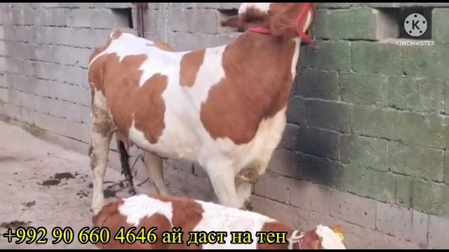 СЕМЕНТАЛ ДАРКОРМИ МАРҲАМАТ ТОЗЗА СЕМЕНТАЛ 4 САР ГОВ БУГУЗ ГУСАЛАДОР 26 декабря 2022 г. смотреть онлайн