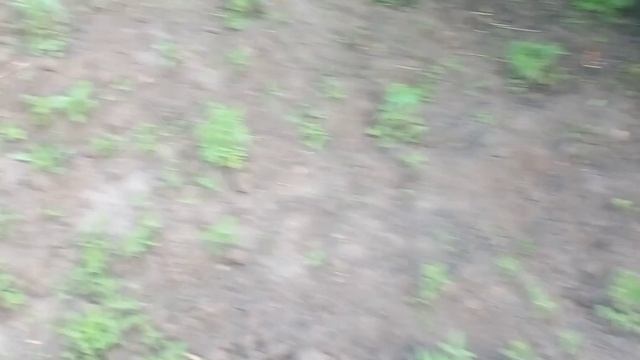 Обзор огорода./Тыква зацвела. смотреть онлайн