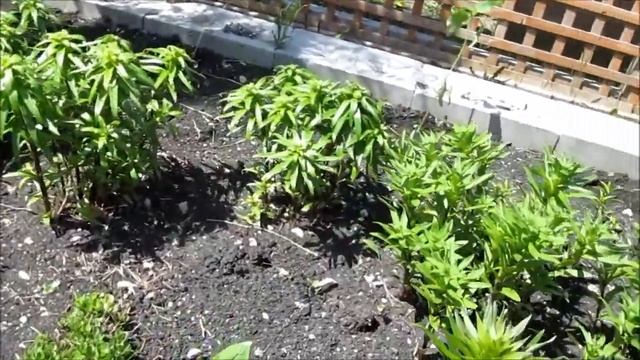 Lily Beetles *How To Save Your Lily Plants * смотреть онлайн