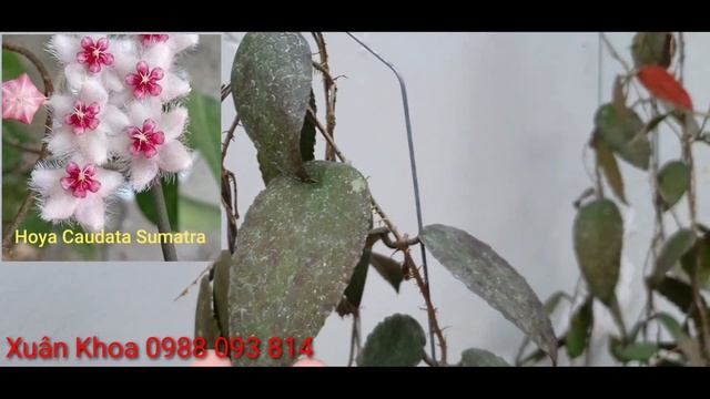 Hoya Caudata Sumatra. Cây Siêu Nụ, Hoa Chơi Tết. 150k/cây.