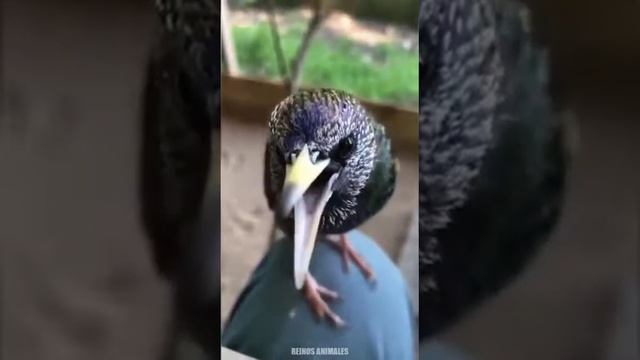 акылдуу ырчы бийчи чымчыктар