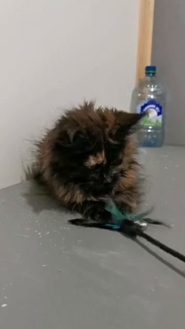 Кошечка мейн-кун. Окрас черепаховый. Свободна.