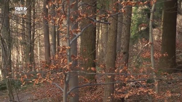 Die Solitude-Stipendiation Maren Kames | Kunscht! смотреть онлайн