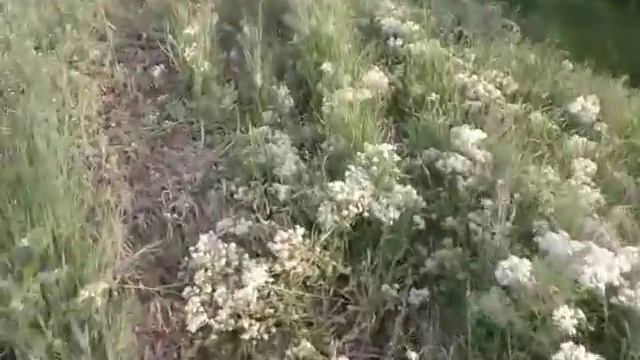 Перевіряю слідуючі ловушки чиє рої ?? 14.05.19 смотреть онлайн