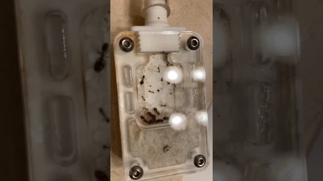 Update on my ants! Pheidole Megacephala смотреть онлайн