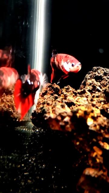 How To Find Male And Female In Plakat Betta?(தமிழ்) #shorts