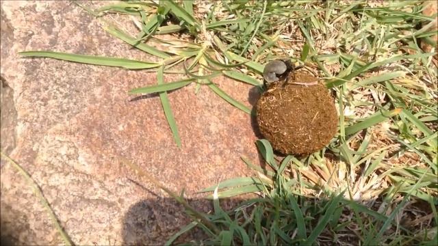 DUNG BEETLE ROBBED OF HIS DUNG!! смотреть онлайн