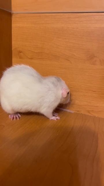 Мой крысёныш ;) смотреть онлайн