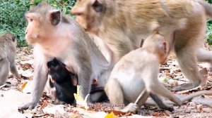 #Sreymao's monkey newborn baby is really cute  Новорожденный малыш обезьянки #Среймао очень милый
