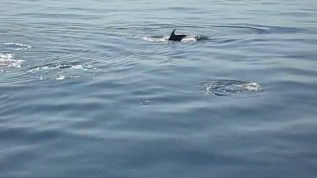 Dolphins, Tiran Island, Egypt, August 2011 смотреть онлайн