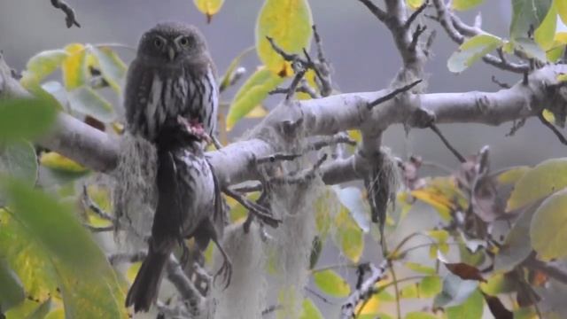 Pygmy Owl
