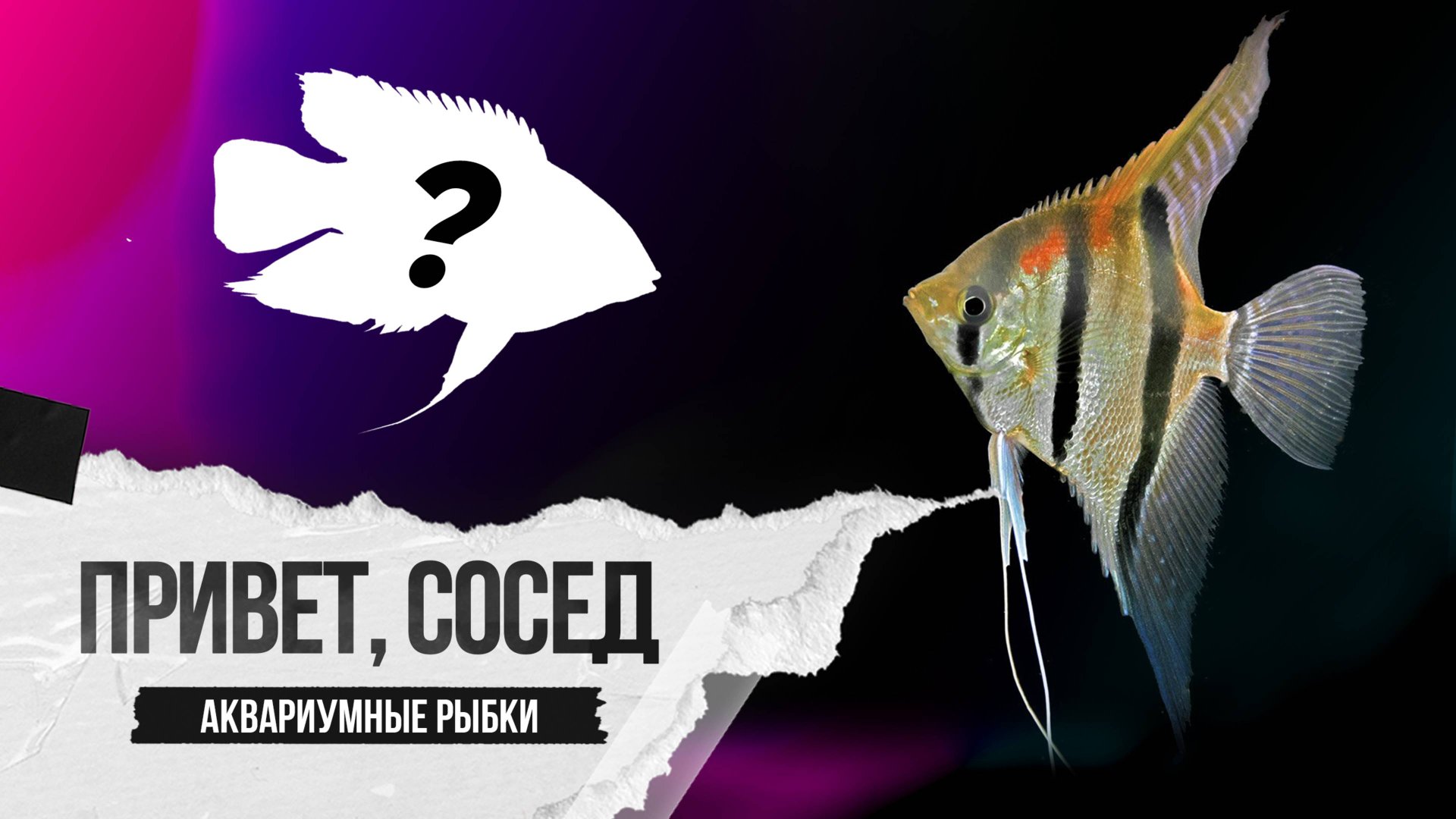Мезонаута - отличный сосед для Скалярий смотреть онлайн