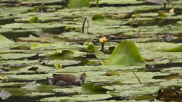 Nendrinė Vištelė / Gallinula Chloropus / Common Moorhen / Камышница