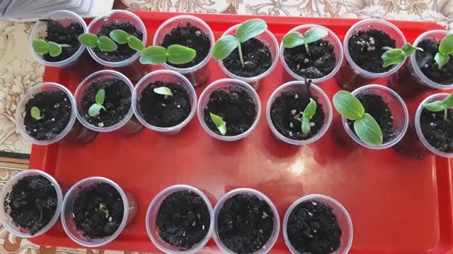 Огурцы. Результат всходов. 1 неделя после посева #огурцы #семена #сорта #посев #огород #весна смотреть онлайн