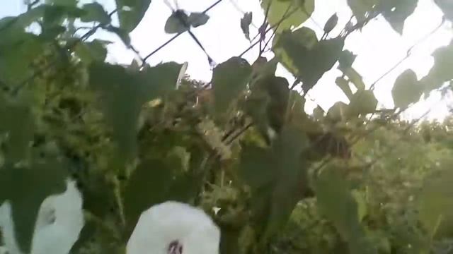 IN GOD “In Natures Great Out Doors" White Bindweed Flowers смотреть онлайн