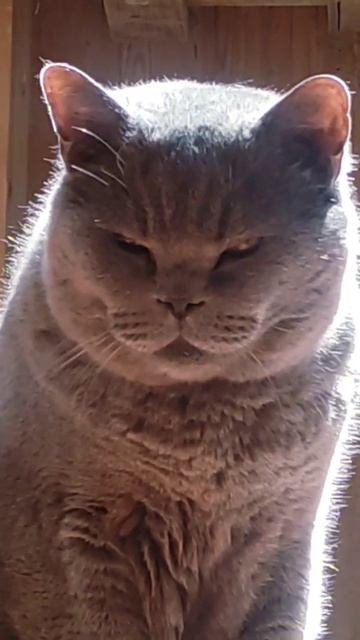 Внимательный слушатель.