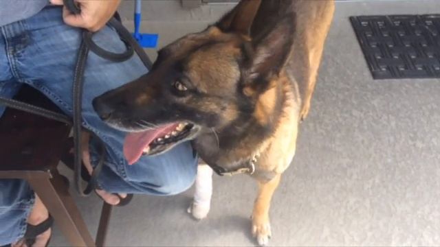 Alligator Bites Retired Police Dog in Florida смотреть онлайн