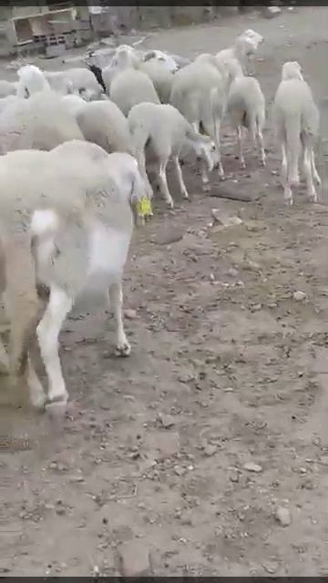 15نعجة سداسية والدة عندها 7ذكور 8إناث زادت ولدت وحدة تاومت براس الواد ولاية برج بوعريريج 0664620852 смотреть онлайн