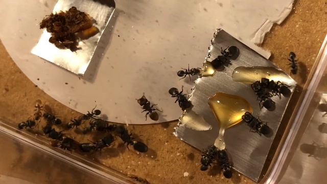 Cephalotes Texanus - Texas Turtle Ants! 3 Queen Polygynous Colony