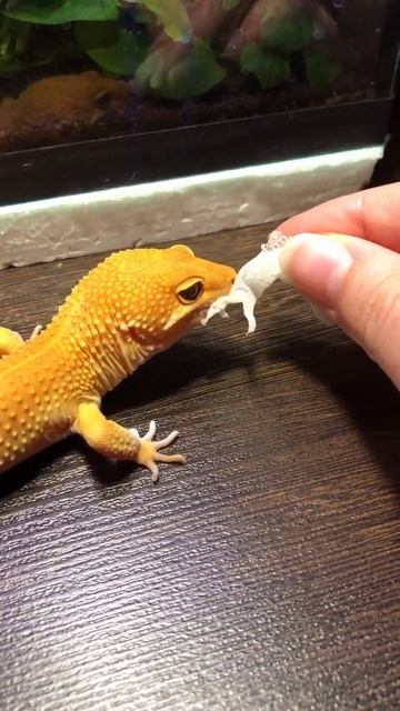 Что-то пошло не так 😅 #эублефар #рептилии #ящерица #reptile #геккон