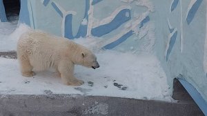 Белый медведь