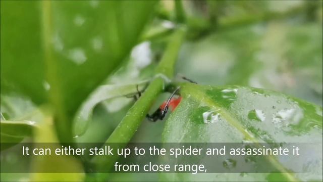 Assassin bugs are nasty. смотреть онлайн