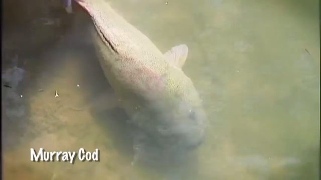 Dr Dave - Native Fish смотреть онлайн