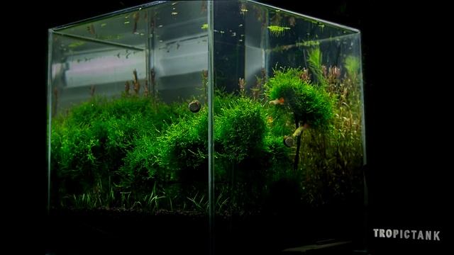 Moss Trees Update смотреть онлайн