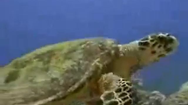 Dolphin World- David Bowie Heroes