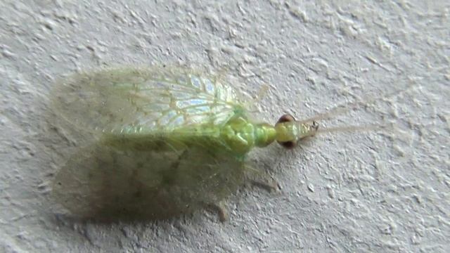 Net winged Insect смотреть онлайн