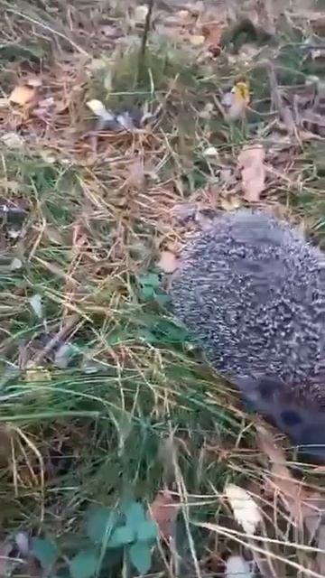 Ежик в Куршале