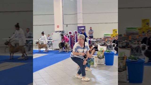 Пекинес кобель Цвет настроения синий | Pekingese male dog show смотреть онлайн
