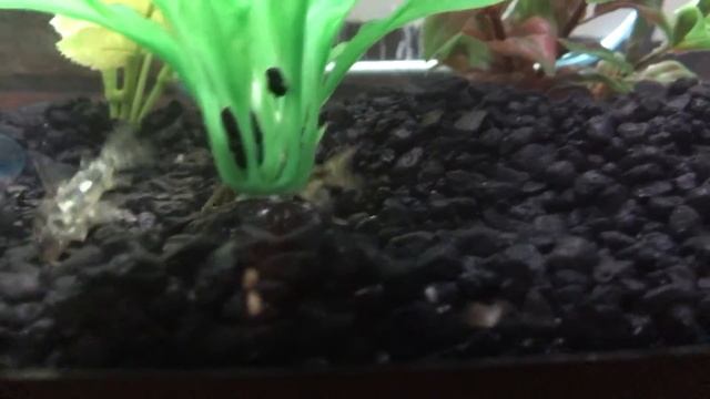 South American bumble bee catfish, Cory catfish, and bristle nose pleco смотреть онлайн