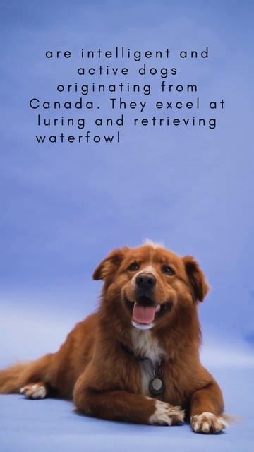 Nova Scotia Duck Tolling Retriever dog breed - #novascotiaducktollingretriever #dog #dogbreeds смотреть онлайн