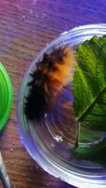 woolly bear caterpillar predicts super nice easy winter the power of nature throw away your winters смотреть онлайн