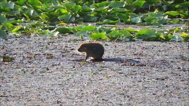 Coypu. Myocastor Coypus - Kerkini Lake, Greece