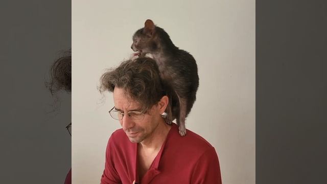 Lykoi werewolf cat Grimalkin смотреть онлайн