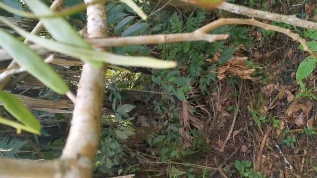 Polypodiaceae. Pyrrosia Piloselloides. Borneo.