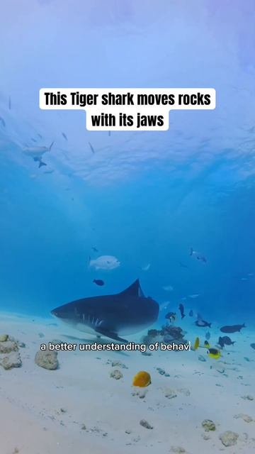 This tiger shark is on the hunt 😱 смотреть онлайн