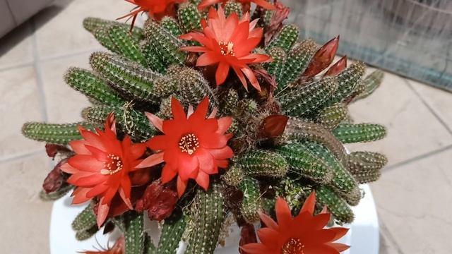 Кактус Хамецереус Сильвестра (Cbamecereus Sylvestrii).