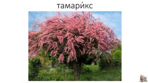 Кустарники