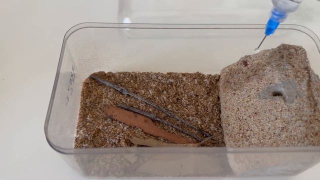 Moving My Colony of Ants! Iridomyrmex sp ep. 2 смотреть онлайн