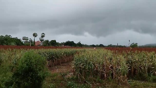 silagem de sorgo zona rural de Limoeiro do Norte Ceará tarde de 30 de maio 2024 hoje смотреть онлайн