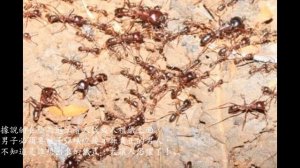 世界上的最毒螞蟻!